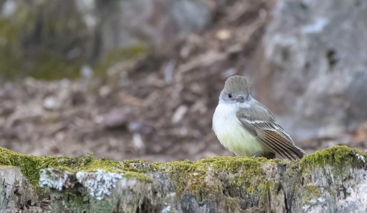 Ash-throated Flycatcher - ML612839457