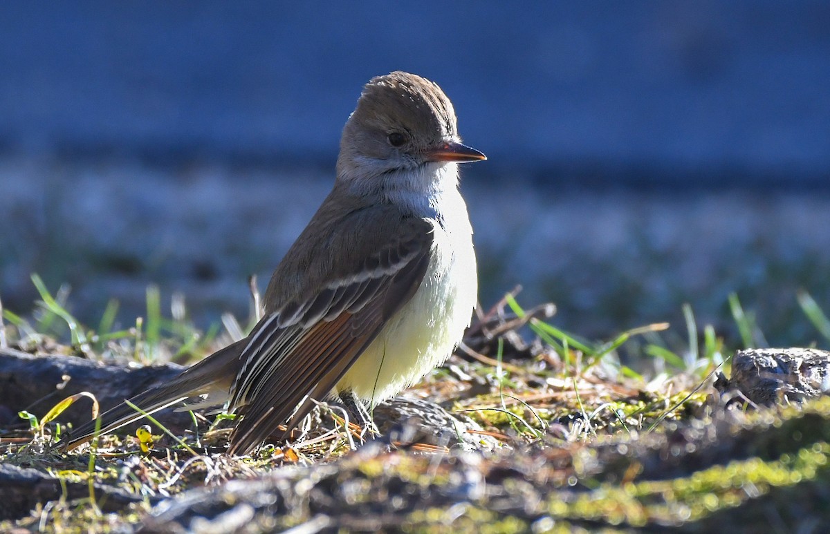 Ash-throated Flycatcher - ML612839458