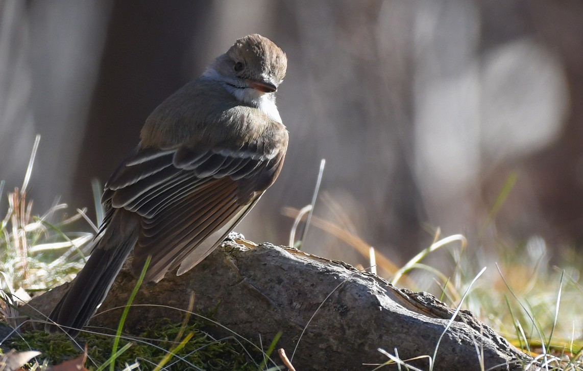 Ash-throated Flycatcher - ML612839459