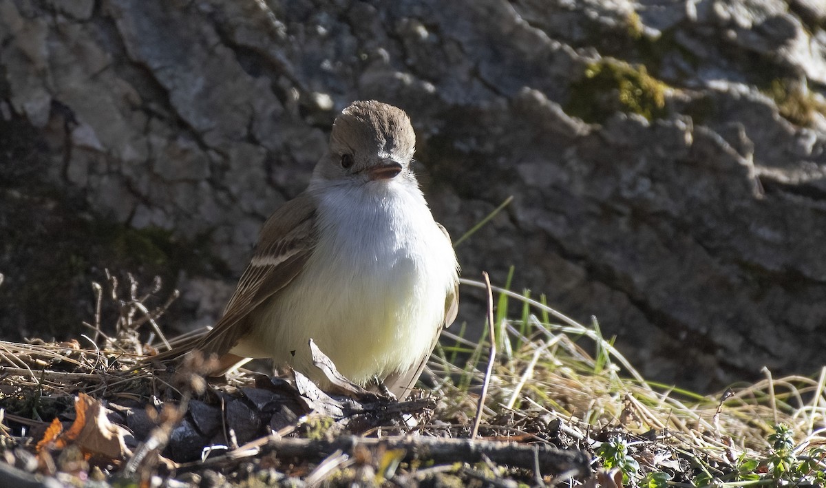 Ash-throated Flycatcher - ML612839462