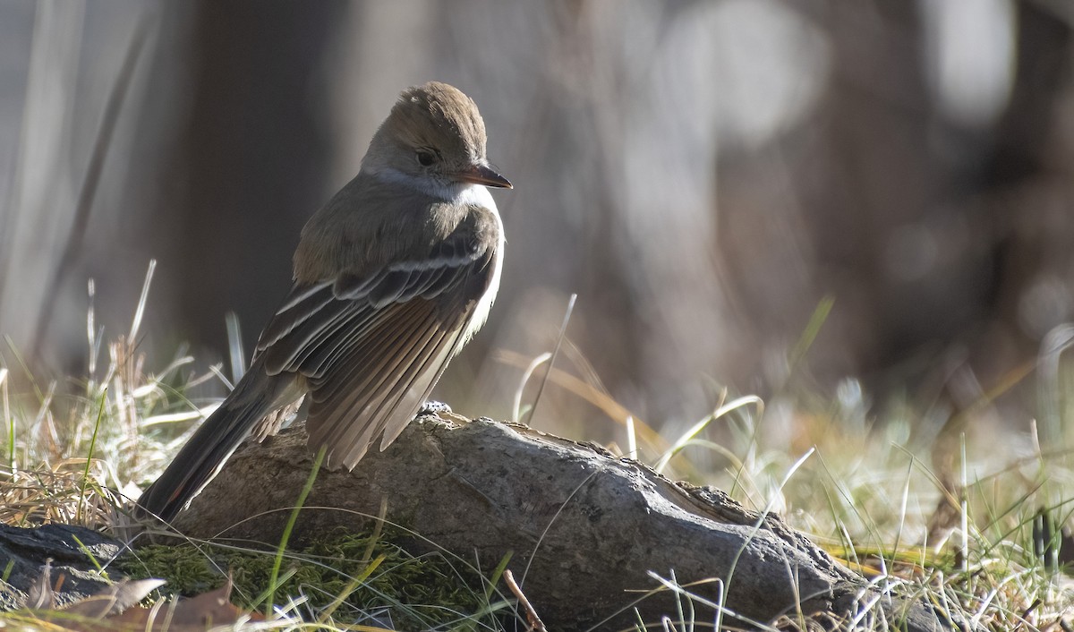 Ash-throated Flycatcher - ML612839463