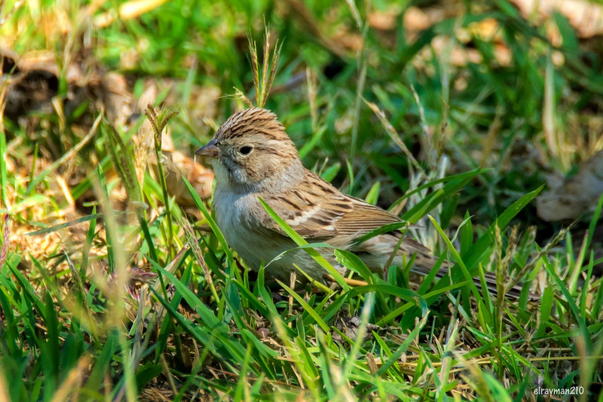 ブリューワーヒメドリ - ML612839465