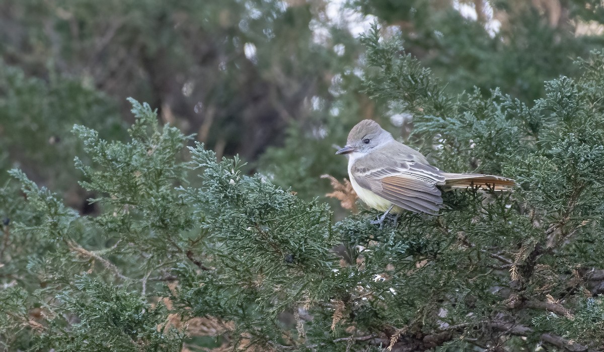 Ash-throated Flycatcher - ML612839466
