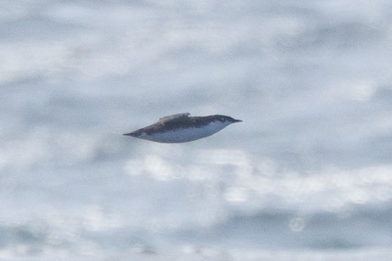 Scripps's/Guadalupe Murrelet (Xantus's Murrelet) - ML612839476