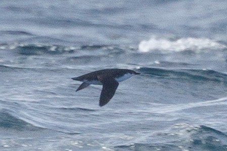 Scripps's/Guadalupe Murrelet (Xantus's Murrelet) - ML612839477