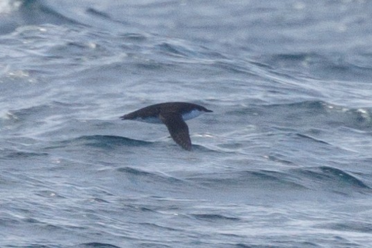 Scripps's/Guadalupe Murrelet (Xantus's Murrelet) - ML612839478