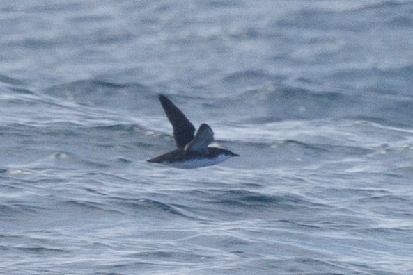 Scripps's/Guadalupe Murrelet (Xantus's Murrelet) - ML612839479