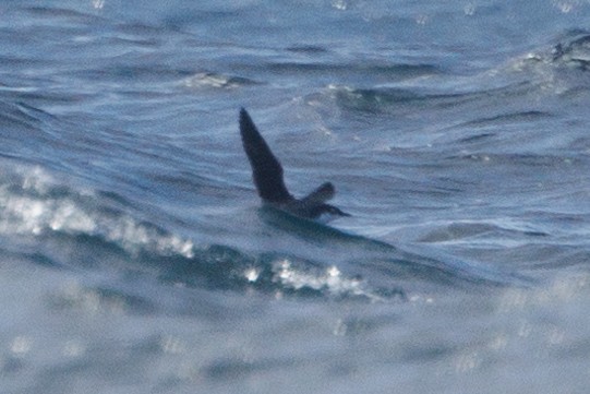 Scripps's/Guadalupe Murrelet (Xantus's Murrelet) - ML612839480