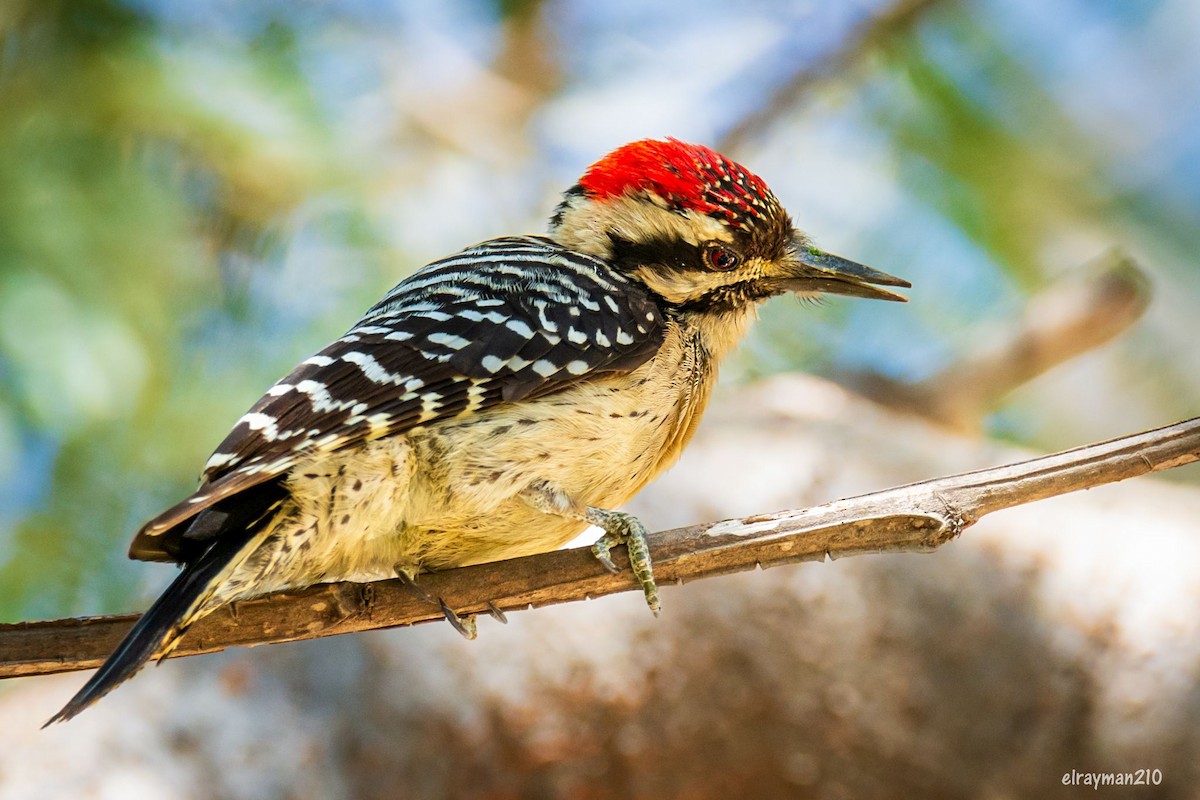 Ladder-backed Woodpecker - ML612839532