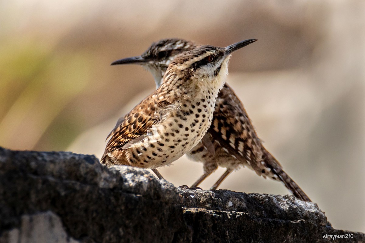 ホシサボテンミソサザイ - ML612839546