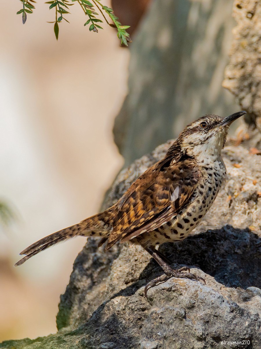 ホシサボテンミソサザイ - ML612839547