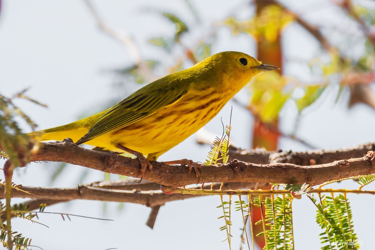 Northern Yellow Warbler - ML612839553