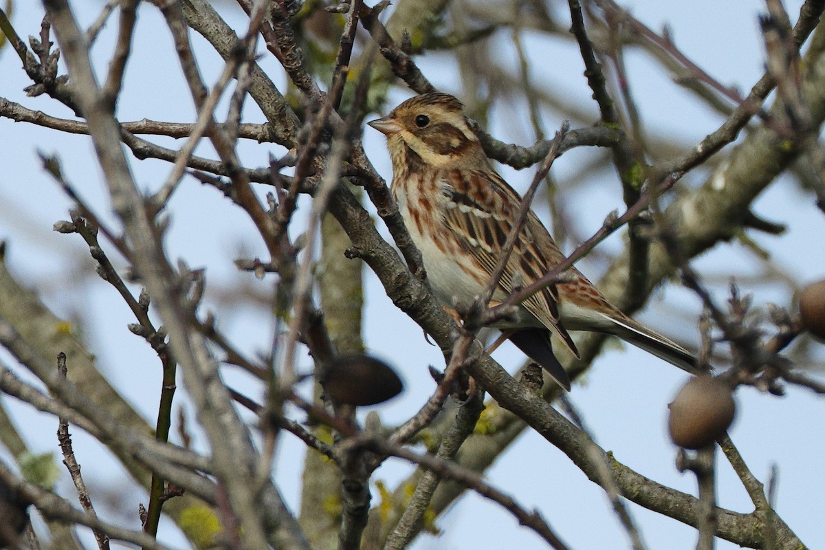 Rustic Bunting - ML612839701