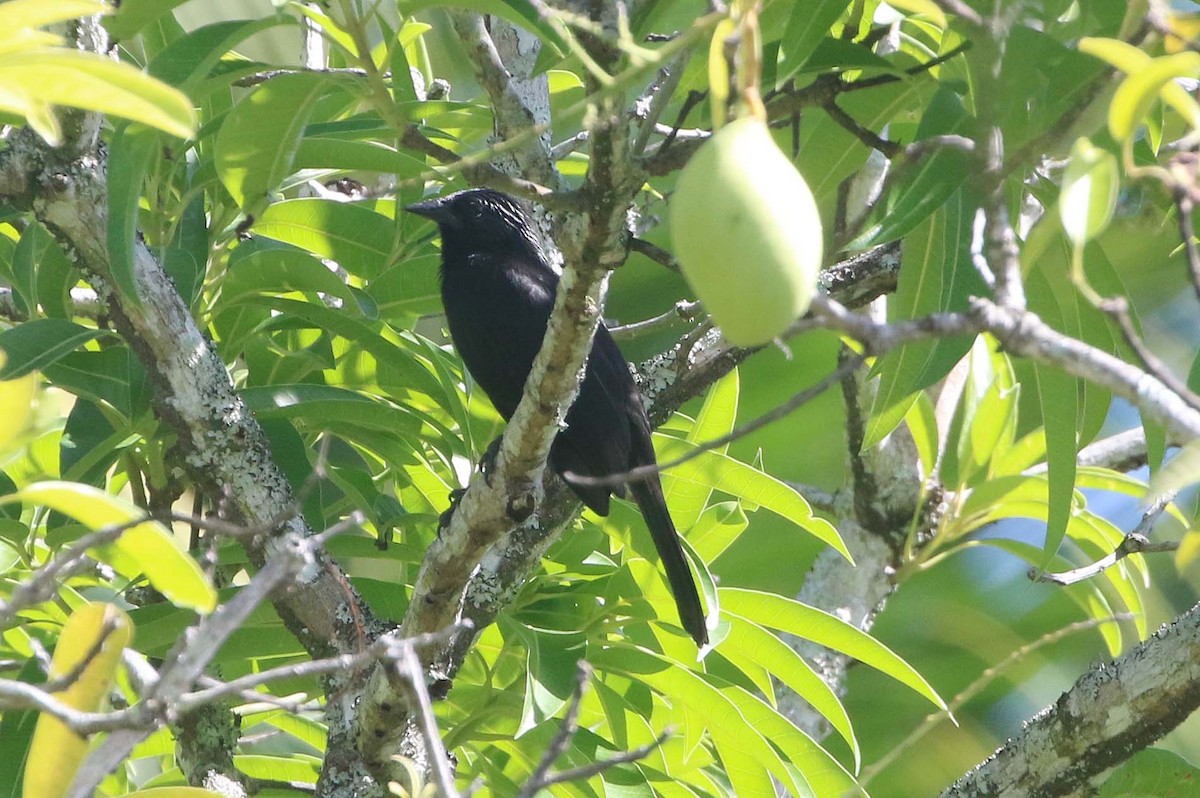 Forbes's Blackbird - ML612839725