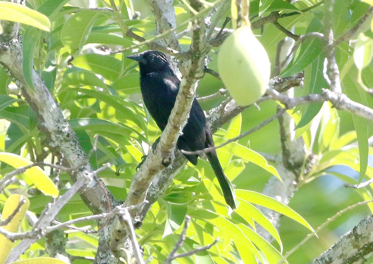 Forbes's Blackbird - ML612839726