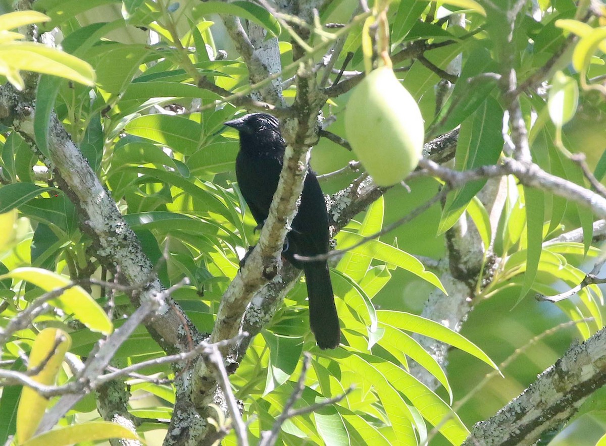 Forbes's Blackbird - ML612839727