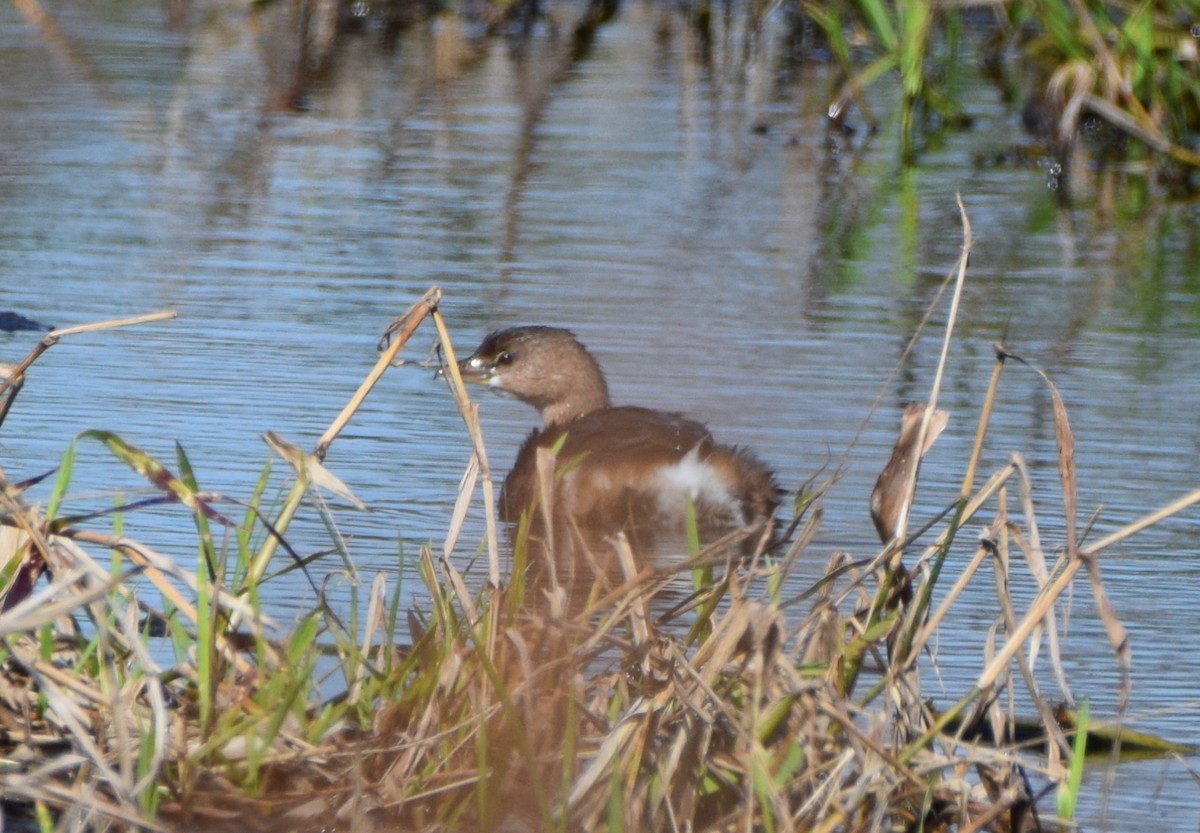 Pied-billed Grebe - Jenna Atma