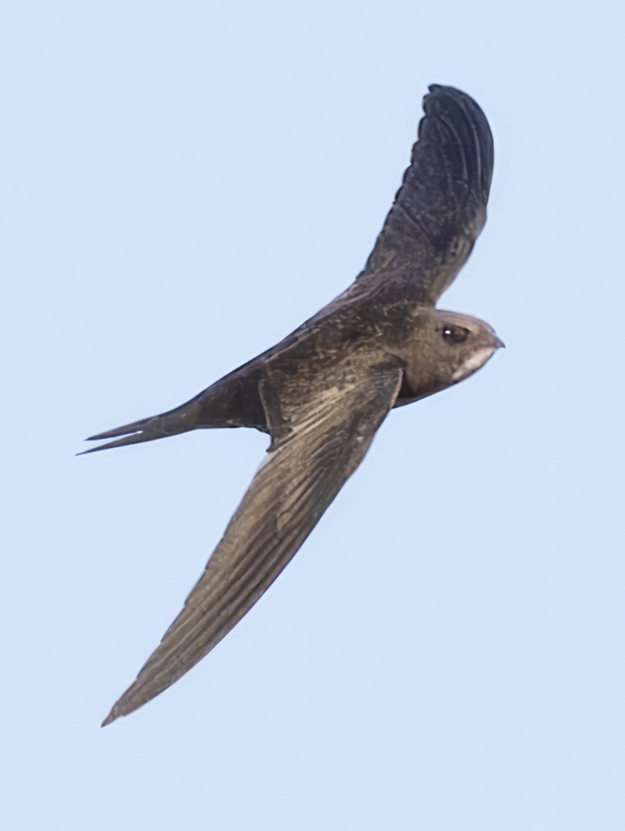 Common Swift - ML612839851