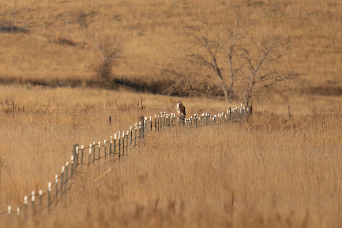 Ferruginous Hawk - Jason Cole