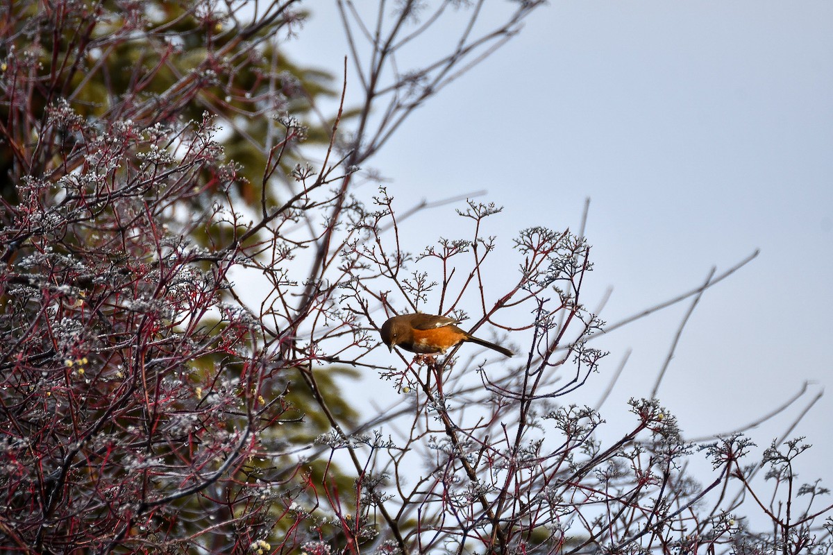 Eastern Towhee - Mallary Webb