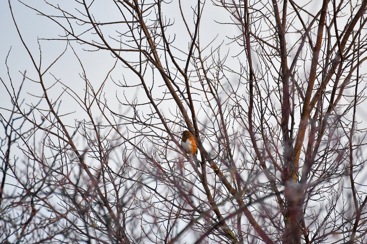 Eastern Towhee - Mallary Webb