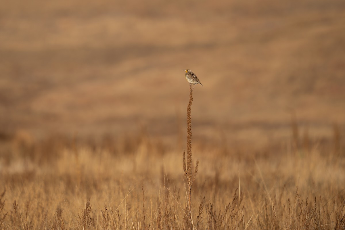 Western Meadowlark - Jason Cole