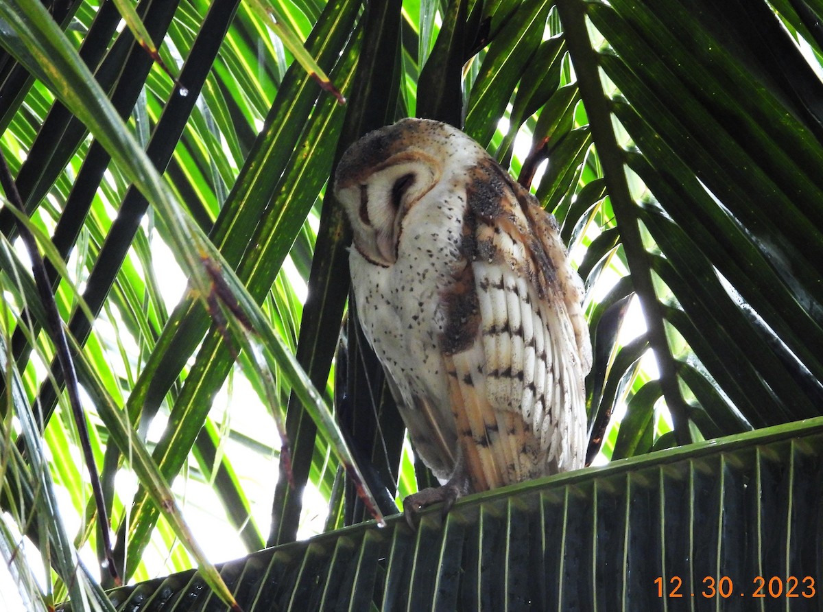 Barn Owl - ML612839905