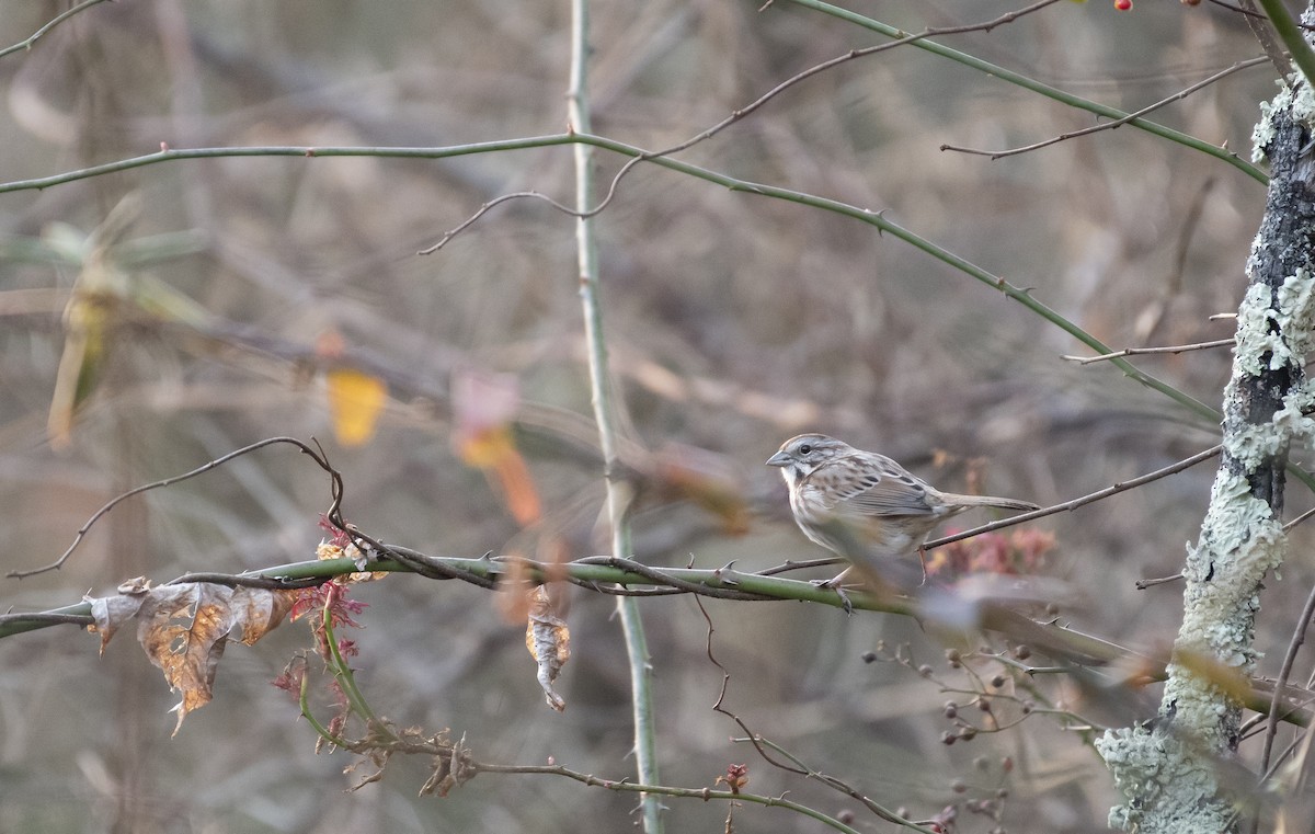 Song Sparrow - Neil DeMaster