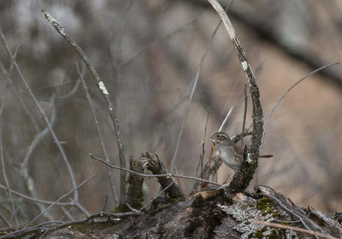 Swamp Sparrow - Neil DeMaster