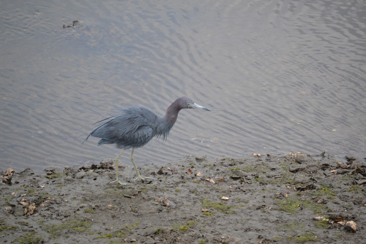 Little Blue Heron - ML612839958