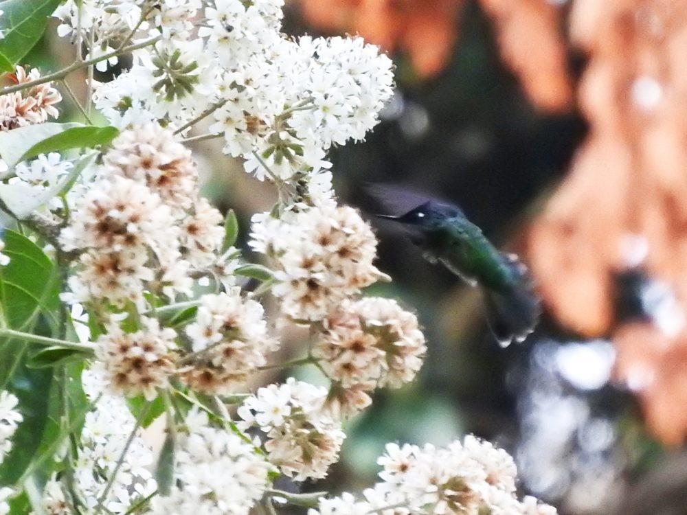 kolibřík fialovohlavý - ML612839962