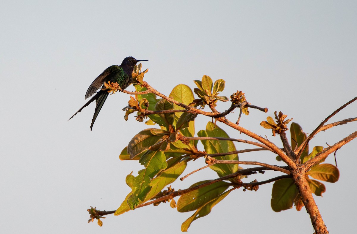 Swallow-tailed Hummingbird - ML612840003
