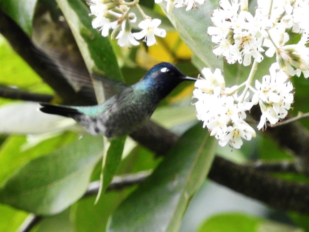Violet-headed Hummingbird - ML612840027