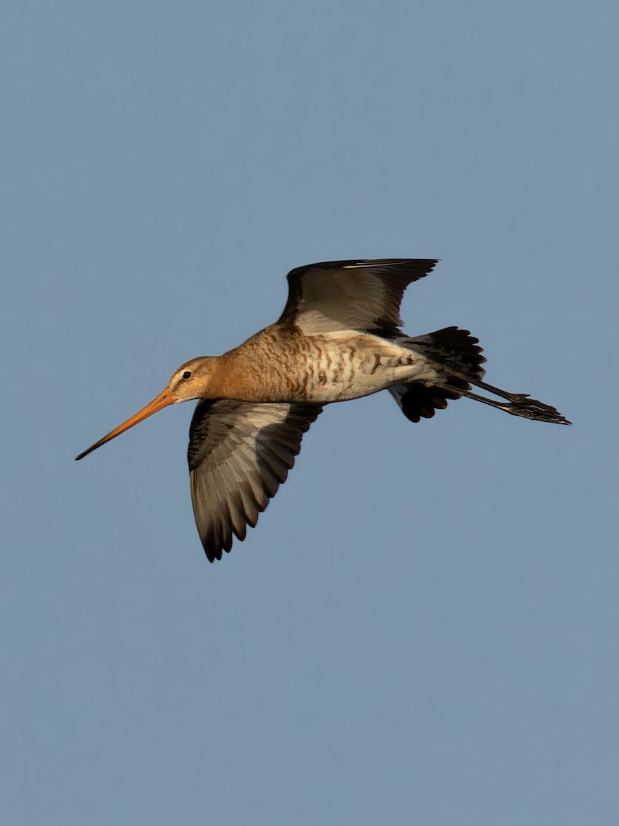 Black-tailed Godwit - ML612840125