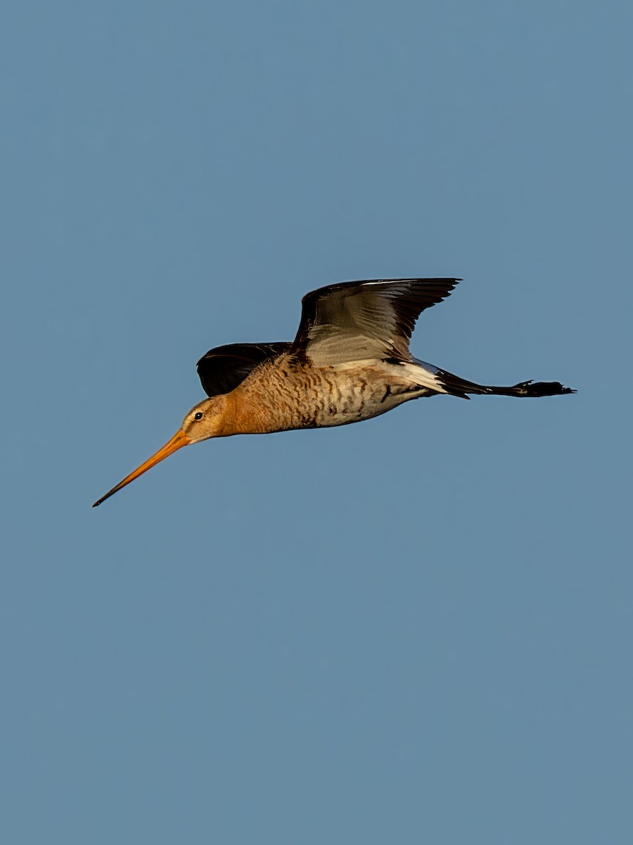 Black-tailed Godwit - ML612840126