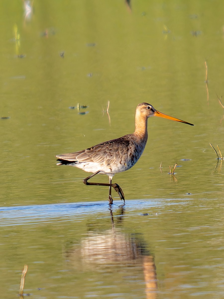 Black-tailed Godwit - ML612840127