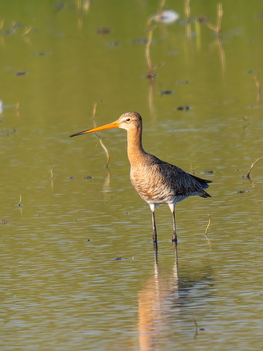 Black-tailed Godwit - ML612840129