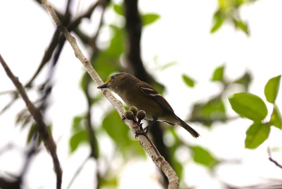 White-eyed Vireo - ML612840137