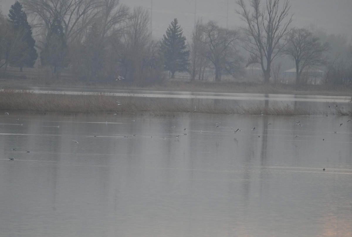 Bonaparte's Gull - ML612840207