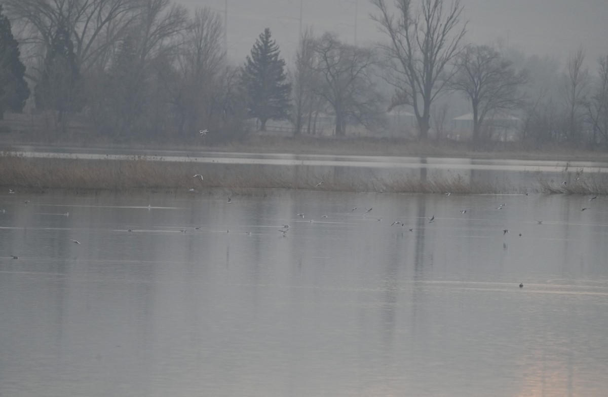 Bonaparte's Gull - ML612840210