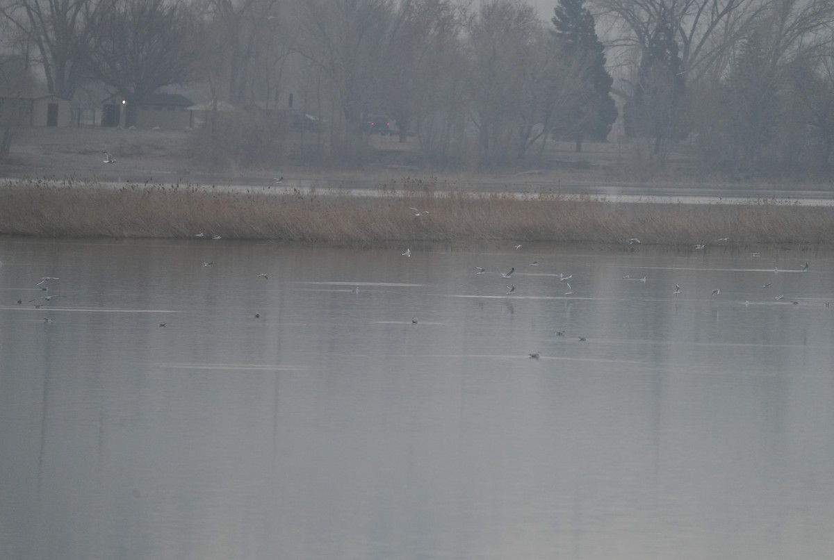 Bonaparte's Gull - ML612840212