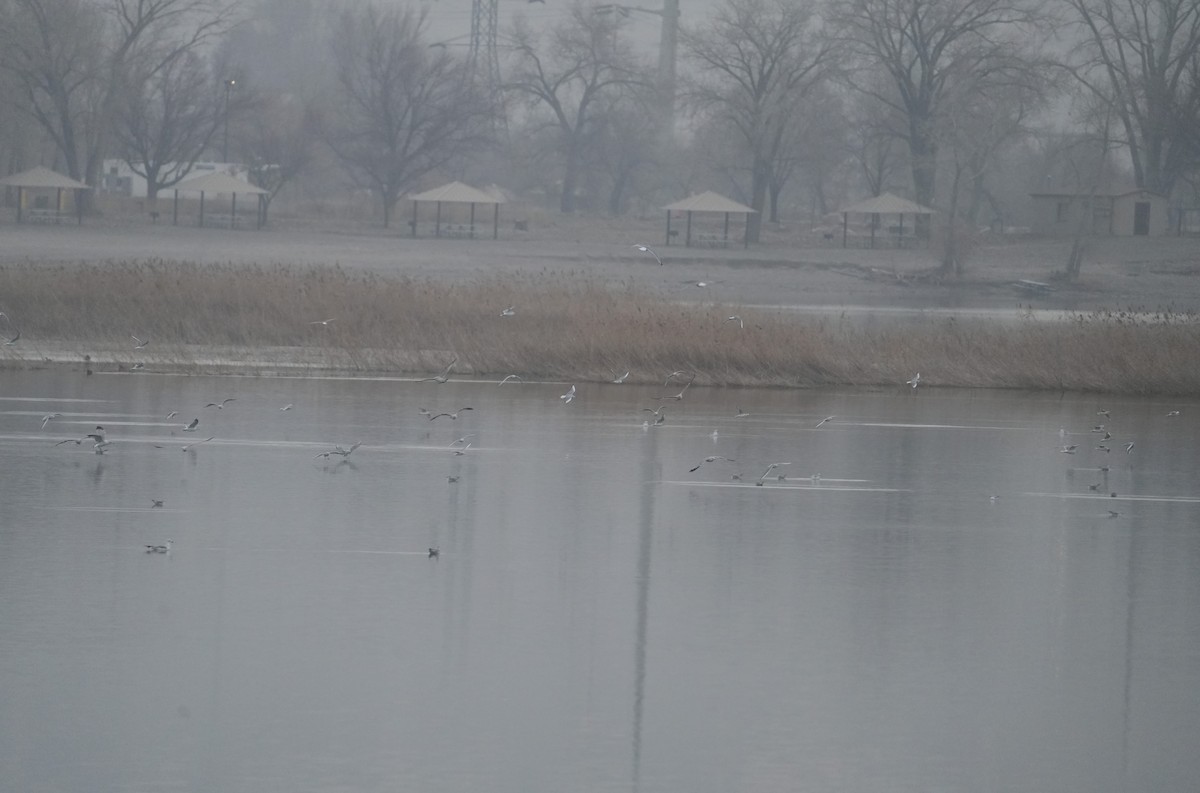 Bonaparte's Gull - ML612840213