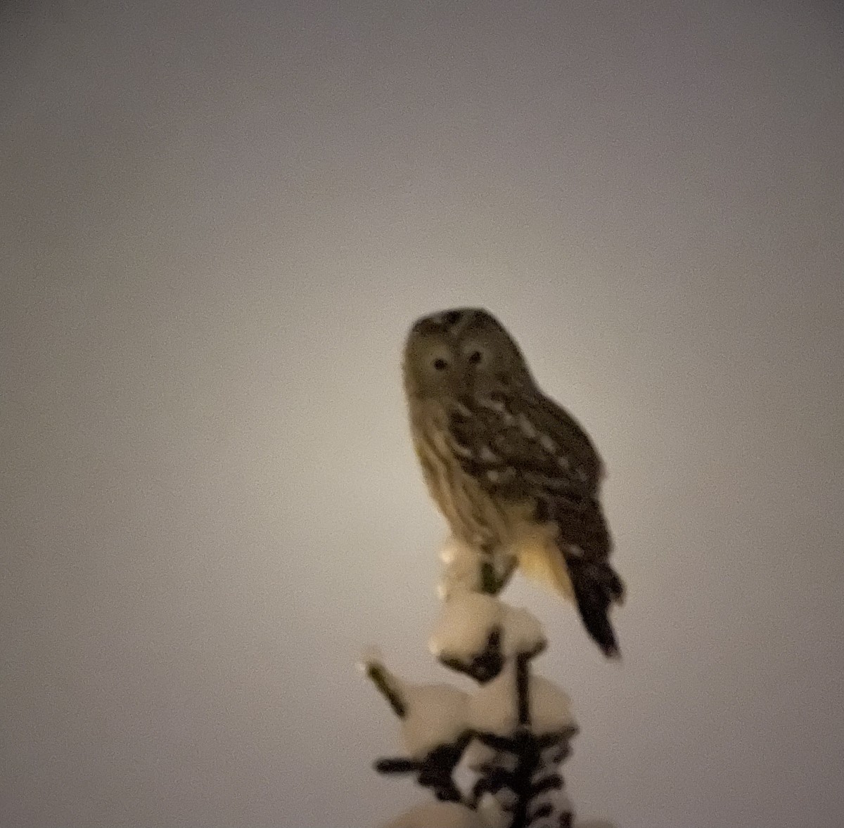 Ural Owl - Tomas Kay