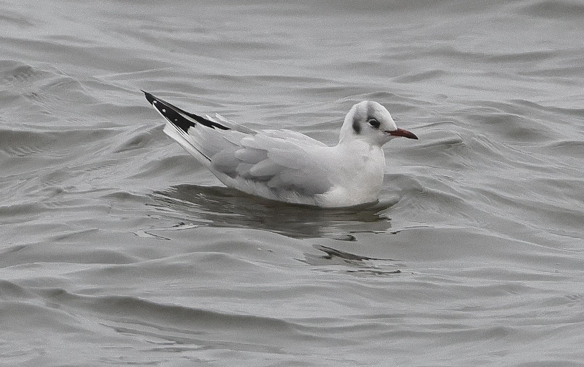Mouette rieuse - ML612840232