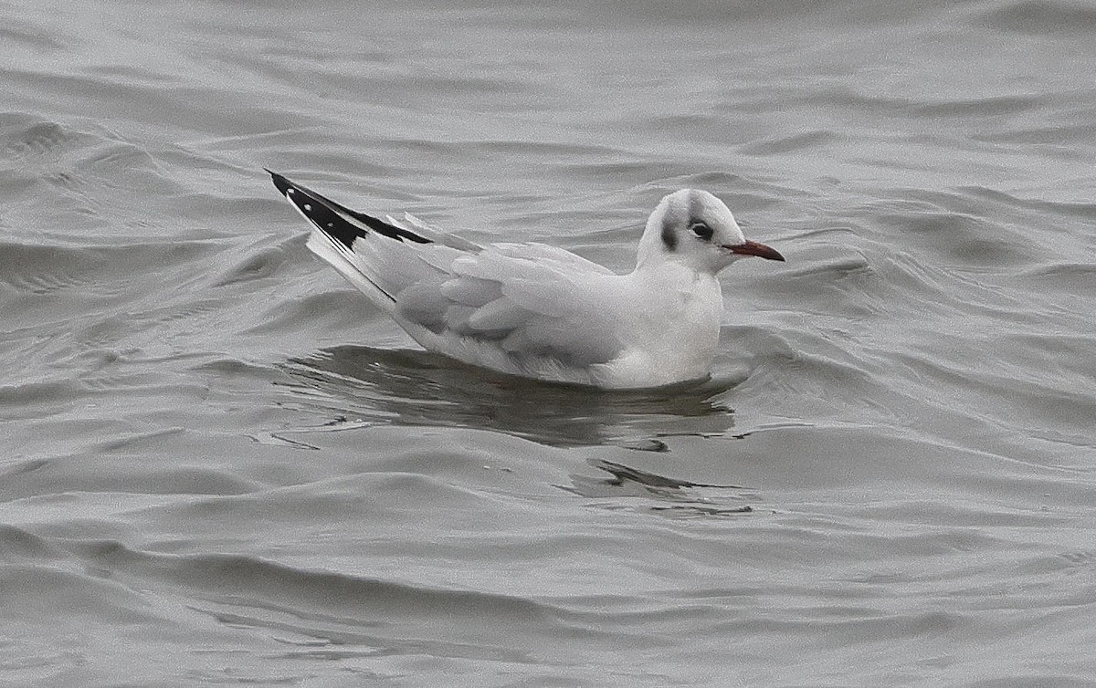 Black-headed Gull - Mark Dennis