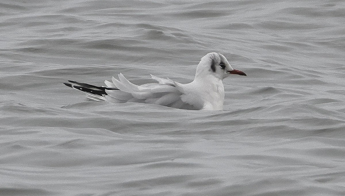 Mouette rieuse - ML612840233