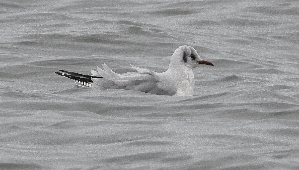 Black-headed Gull - Mark Dennis