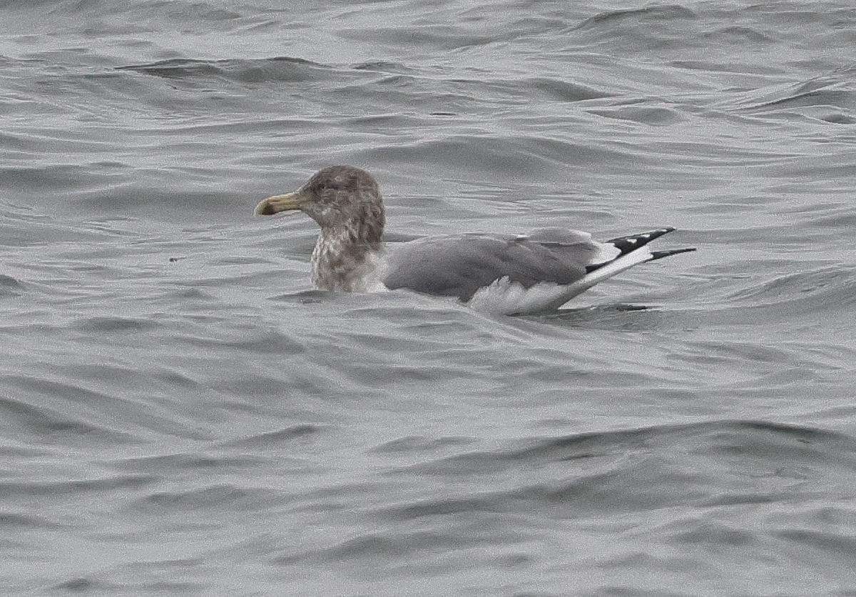 Herring Gull - ML612840237