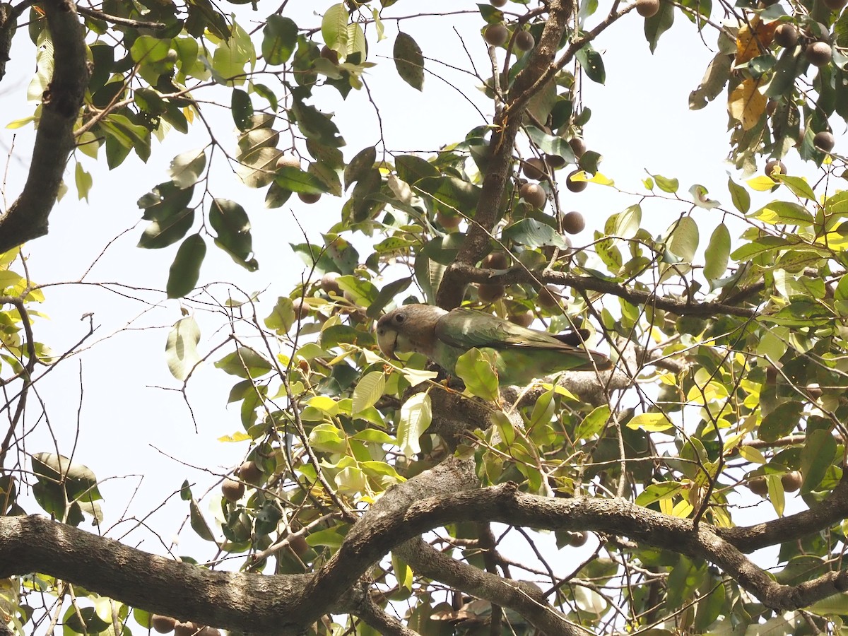 Brown-necked Parrot - Guillermo Parral Aguilar