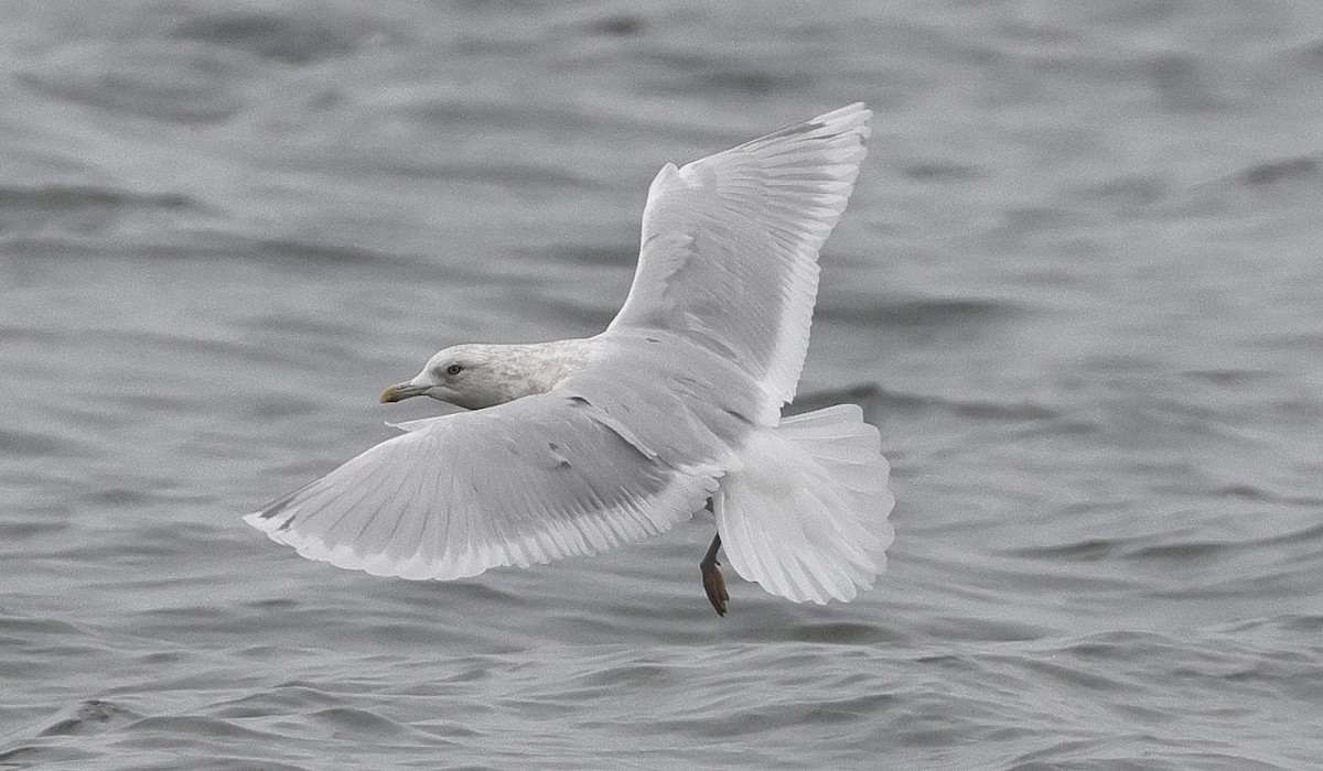 Gaviota Groenlandesa - ML612840248